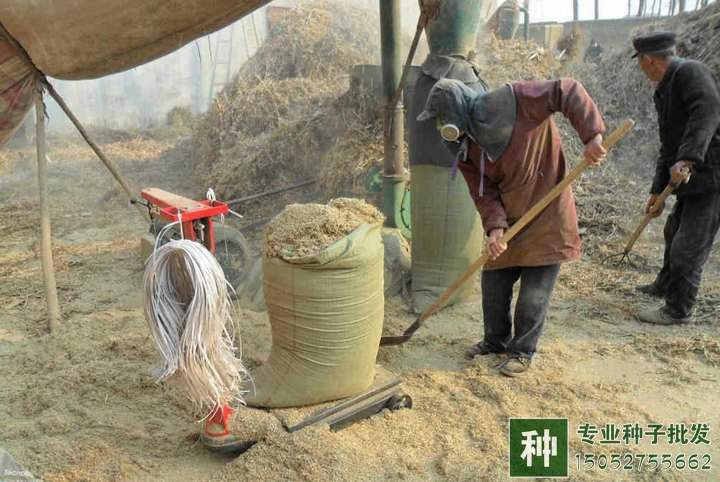 牧草如何喂養(yǎng)?如何調(diào)青儲(chǔ)飼料?