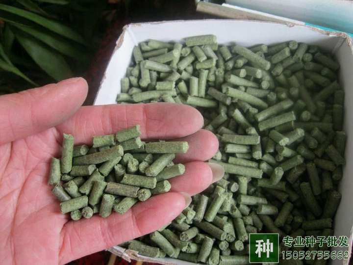 牧草如何喂養(yǎng)?如何調(diào)青儲(chǔ)飼料?