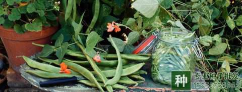 何謂豆類蔬菜？主要包括哪些種類？