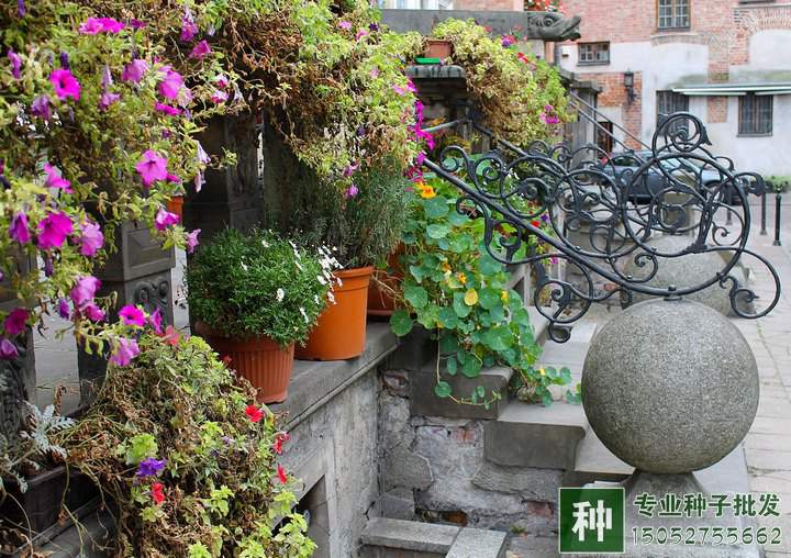 碎磚瓦能用來栽花嗎?