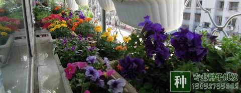 碎磚瓦能用來栽花嗎?