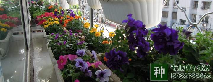 碎磚瓦能用來栽花嗎?