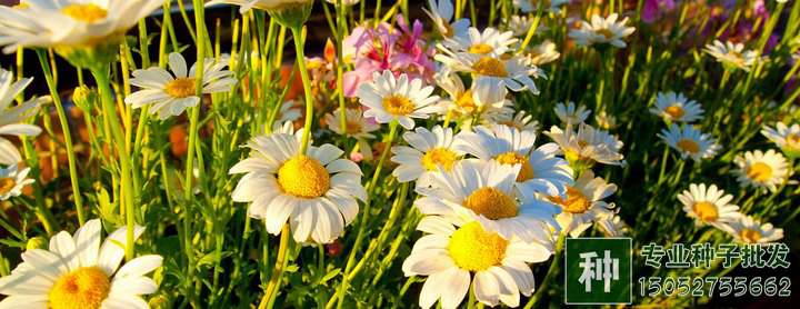 碎磚瓦能用來栽花嗎?