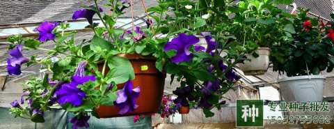 煤渣可以栽花嗎?