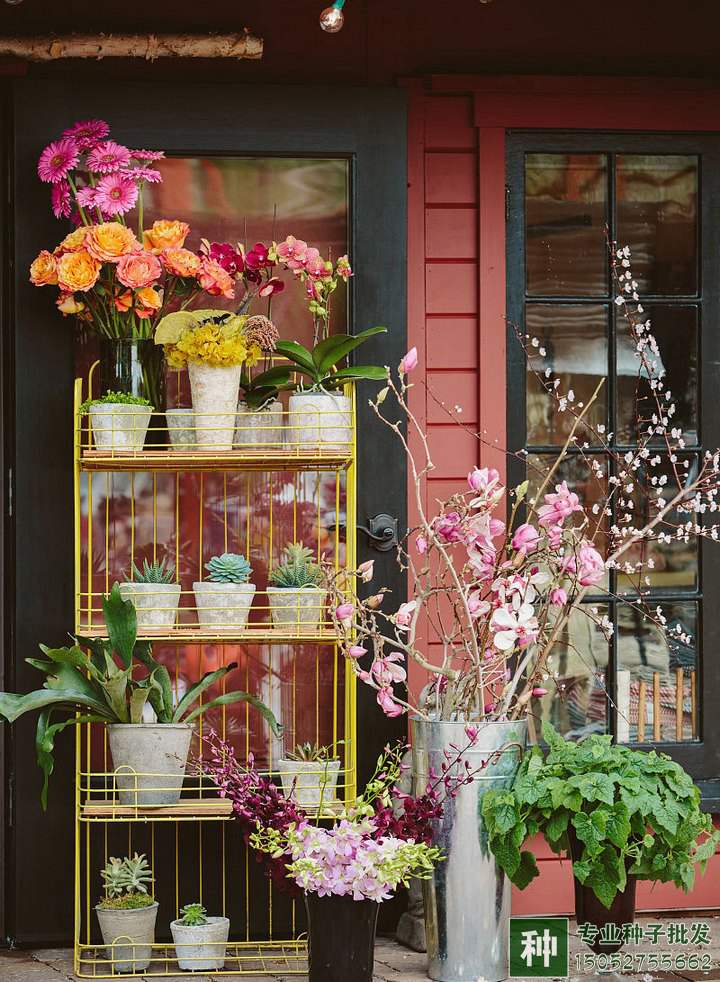 煤渣可以栽花嗎?