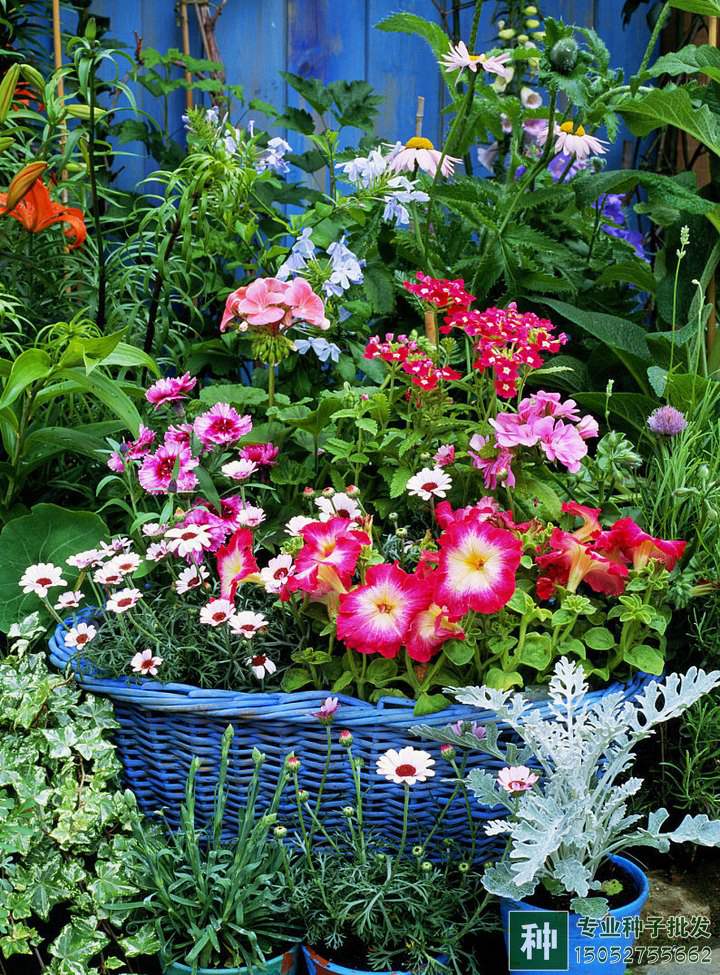 煤渣可以栽花嗎?