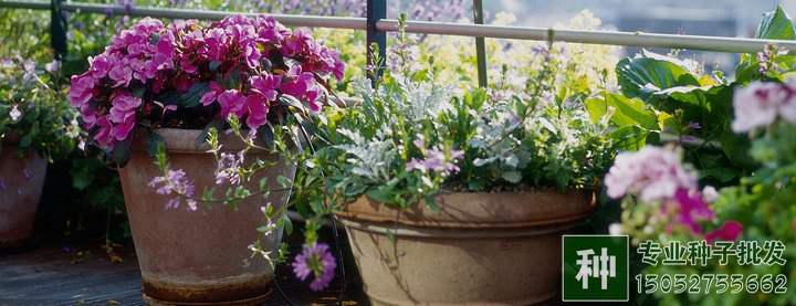 怎對盆土進(jìn)行消毒?