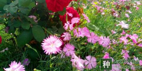 氮、磷、鉀對花卉有什么作用？