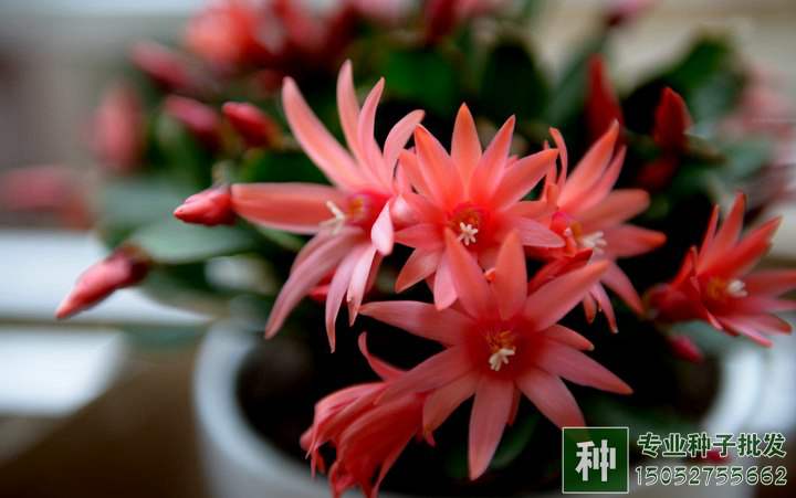 氮、磷、鉀對花卉有什么作用?