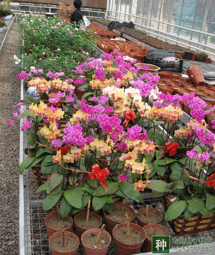 氮、磷、鉀對花卉有什么作用?