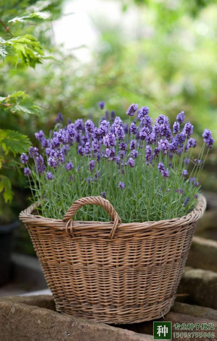 氮、磷、鉀對花卉有什么作用?