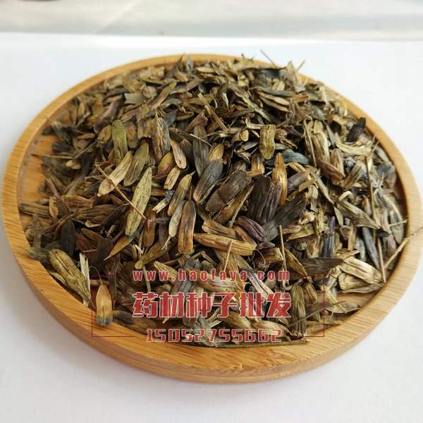 板藍(lán)根種子