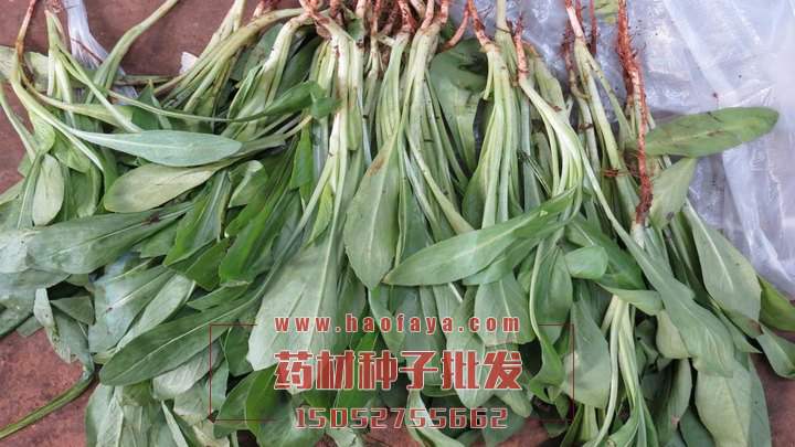 板藍(lán)根種子批發(fā)供應(yīng)價(jià)格
