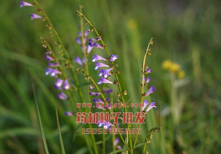 半枝蓮種子批發(fā)