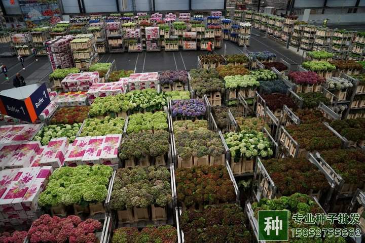 硫酸亞鐵有什么作用,怎樣使用?