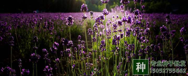 硫酸亞鐵有什么作用，怎樣使用？