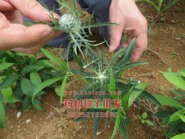 白術種子批發(fā)價格