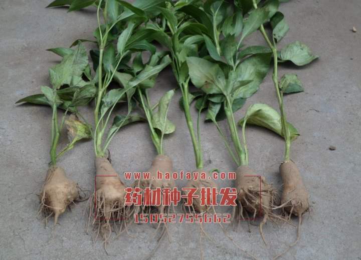 白術種子供應銷售