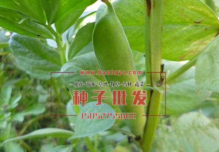 生長的蠶豆種子