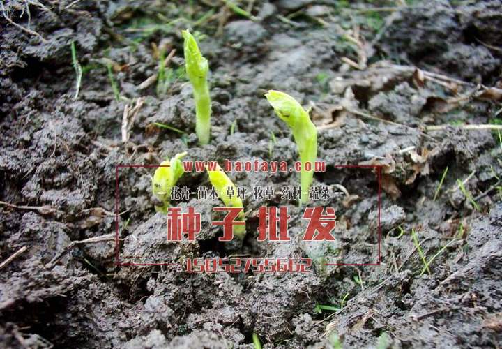 發(fā)芽的蠶豆種子