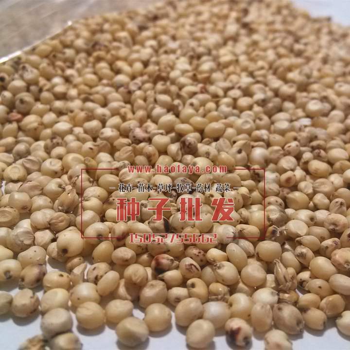 白高粱種子