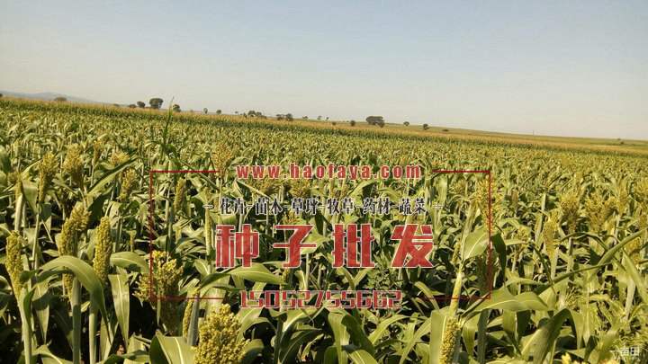 白高粱種植技術(shù)