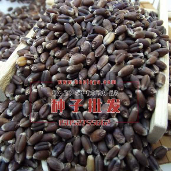 黑小麥種子