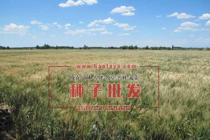 黑小麥種植技術(shù)