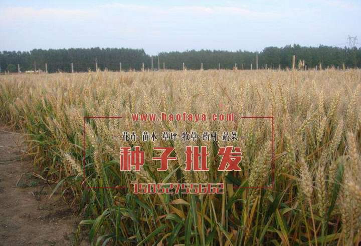 黑小麥種子批發(fā)價(jià)格