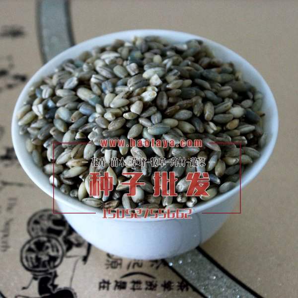 青稞種子