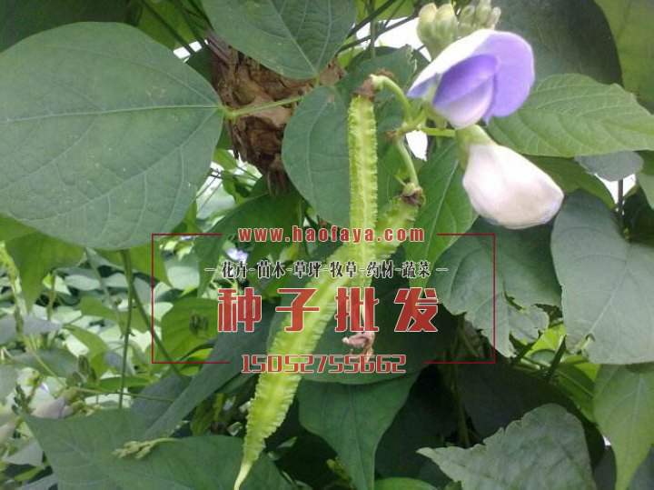 四棱豆種植方法