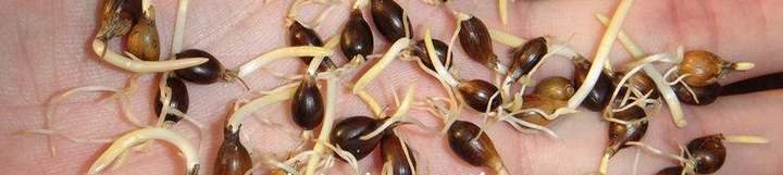 優(yōu)質(zhì)薏米種子