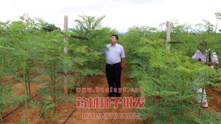 辣木種子批發(fā)