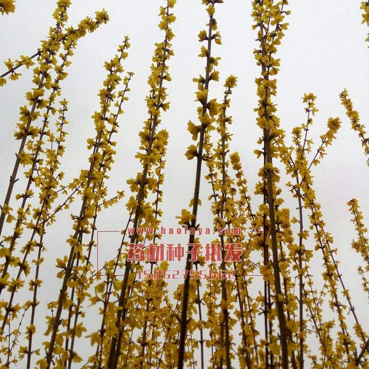 連翹功效與作用