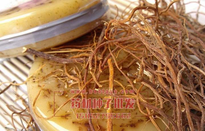 龍膽草種子價格