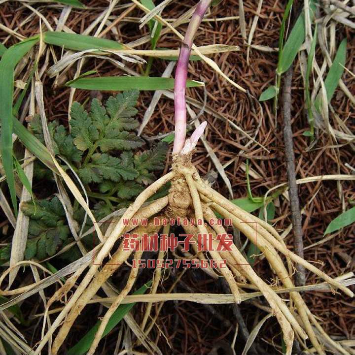 龍膽草種植加工