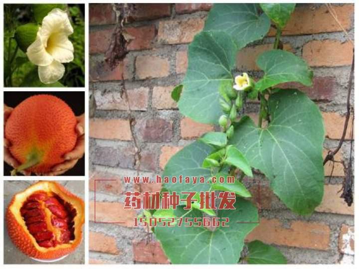 木鱉子種子批發(fā)