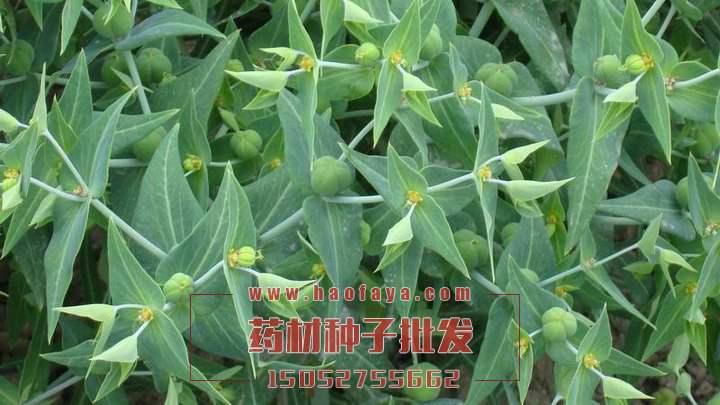 千金子種子批發(fā)