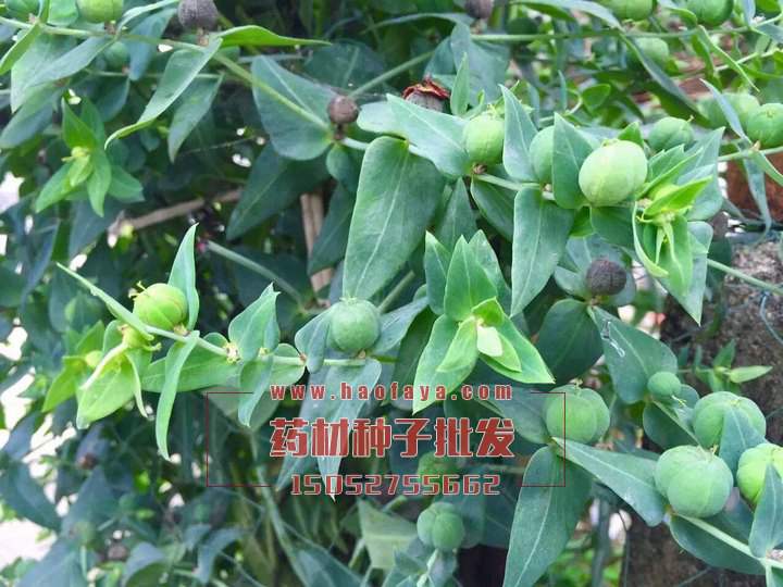 千金子種植技術(shù)