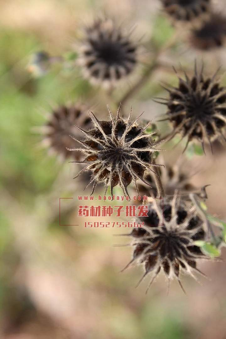 苘麻功效與作用