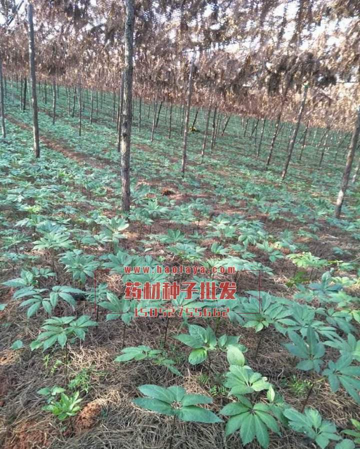 三七種子批發(fā)