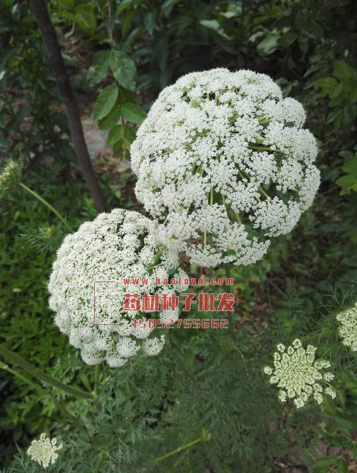 蛇床子種植技術(shù)