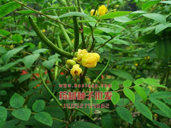 蛇滅門種子批發(fā)