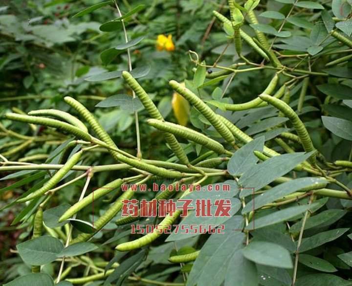 望江南種子銷售公司