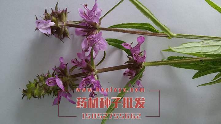益母草種植