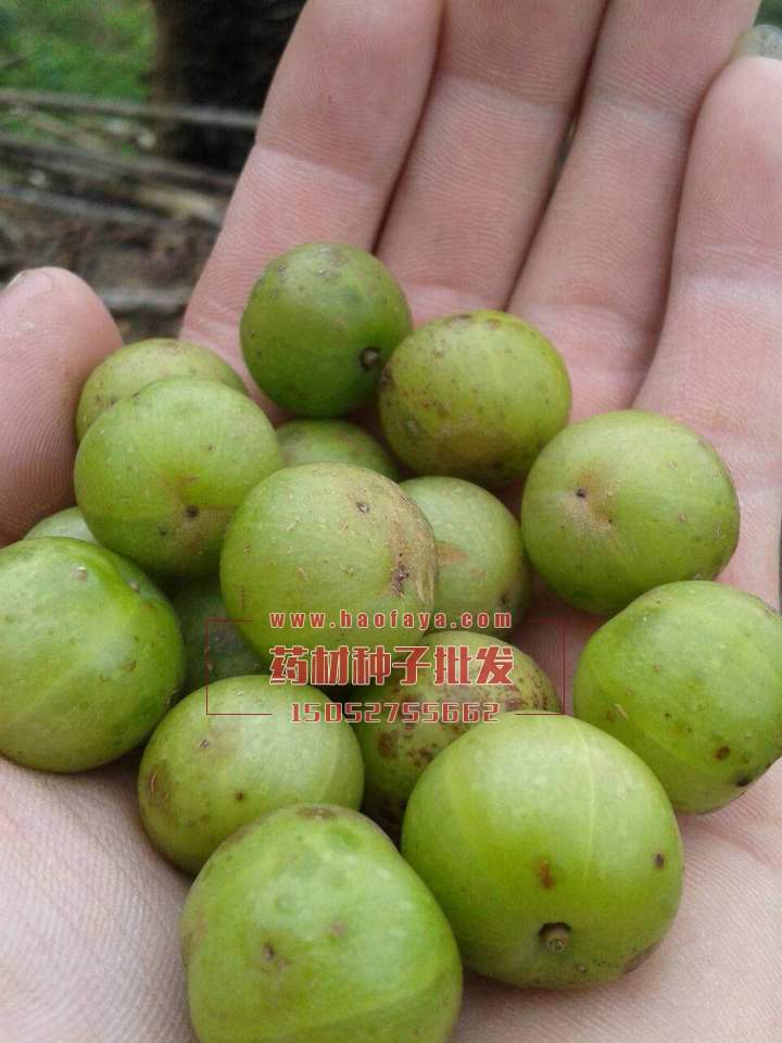 余甘子功效及作用