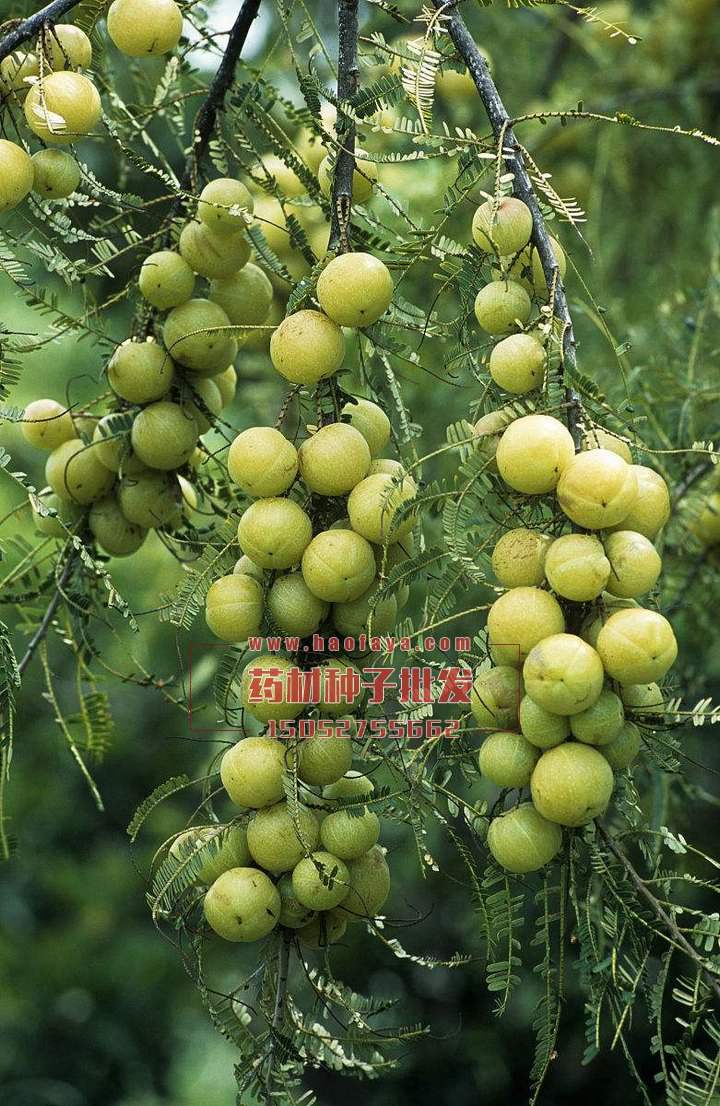 余甘子種植技術(shù)