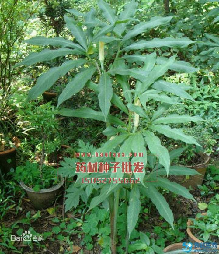 天南星種子批發(fā)