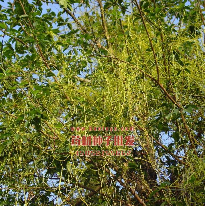 菟絲子種植技術(shù)