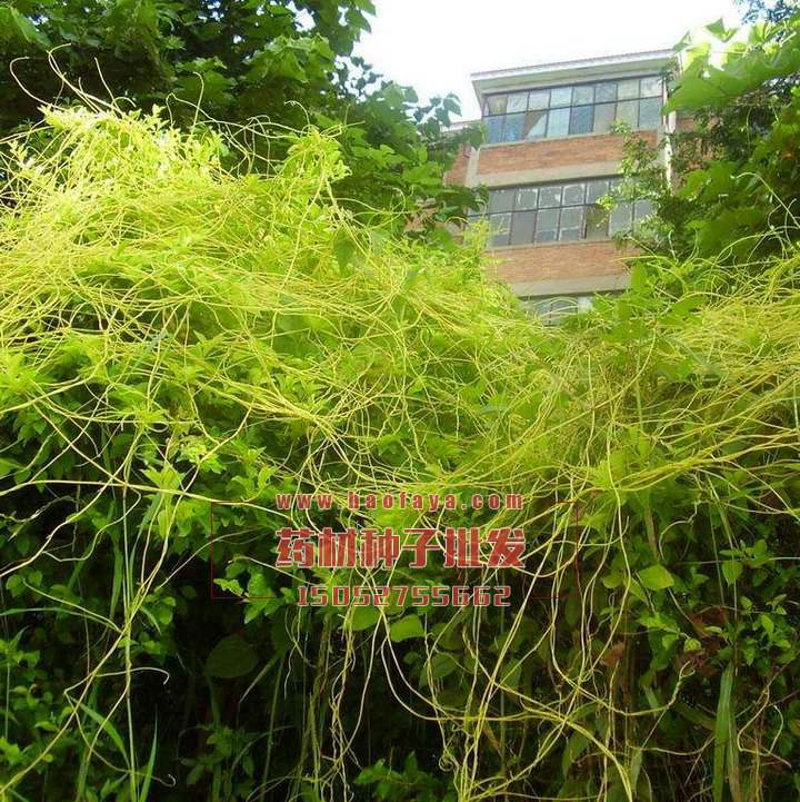 菟絲子功效及作用